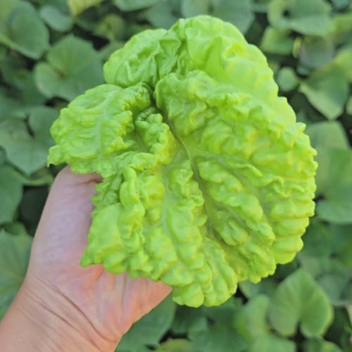 Lettuce Leaf Basil Seeds