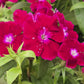 Sweet William (Dianthus) Flower Seeds