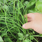 Common Chives Herb Seeds