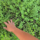Italian Oregano Herb Garden Seeds