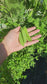 RARE Luang Prabang Snow Pea Seeds