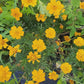 Petite Dwarf French Marigold Flower Seeds