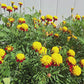 Tiger Eyes Marigold Flower Seeds