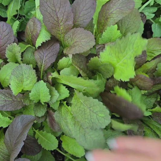 Jeok Gat Mustard Greens Seeds