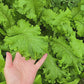 Southern Giant Curled Mustard Seeds