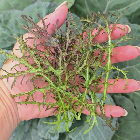 Crimson Tide Mustard Green Seeds