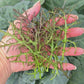 Crimson Tide Mustard Green Seeds
