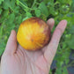 Alice's Dream Beefsteak Tomato Seeds