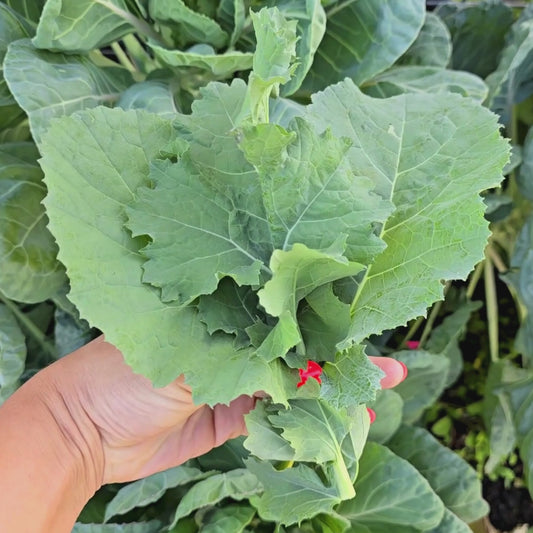 Georgia Southern Collard Green Seeds