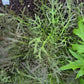 Red Streaks Mizuna Leafy Green Seeds