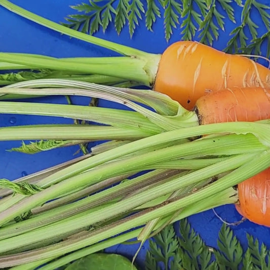 Danvers Carrot Seeds