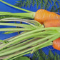 Danvers Carrot Seeds