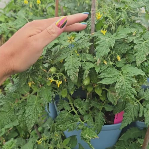 Mini Marzano Micro Dwarf Tomato Seeds