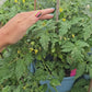 Mini Marzano Micro Dwarf Tomato Seeds