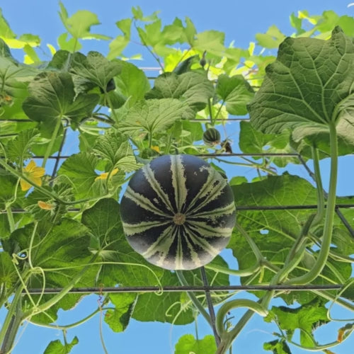 Kajari Melon Seeds