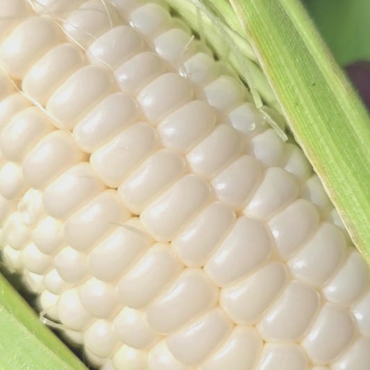 Silver King Hybrid Sweet Corn Seeds