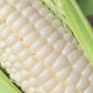 Silver King Hybrid Sweet Corn Seeds