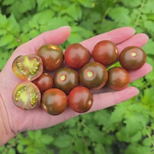 Dark Dwarf Multiflora Micro Dwarf Tomato Seeds