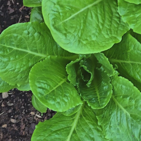 Parris Island Cos Romaine Lettuce Seeds