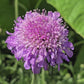 Pincushion aka Scabiosa Flower Seeds