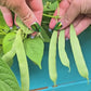 Roma II Green Bush Bean Seeds