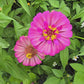 State Fair Zinnia Flower Seeds