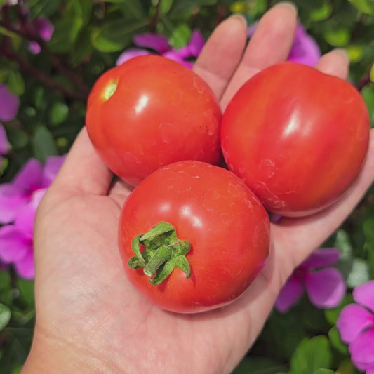 Floridade Heat Tolerant Tomato Seeds