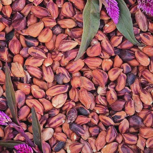 Rare Wild Jungle Peanut Seeds