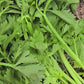 Chinese Celery aka Kintsai Seeds