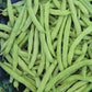 Blue Lake Bush Bean Seeds
