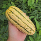 Delicata Squash Seeds