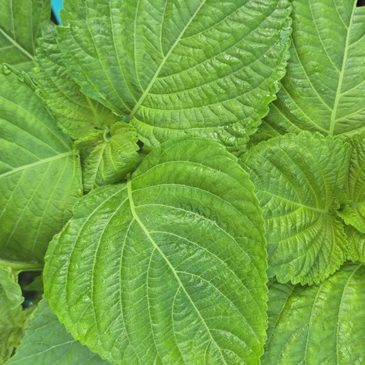 Shiso Perilla Leafy Greens Seeds