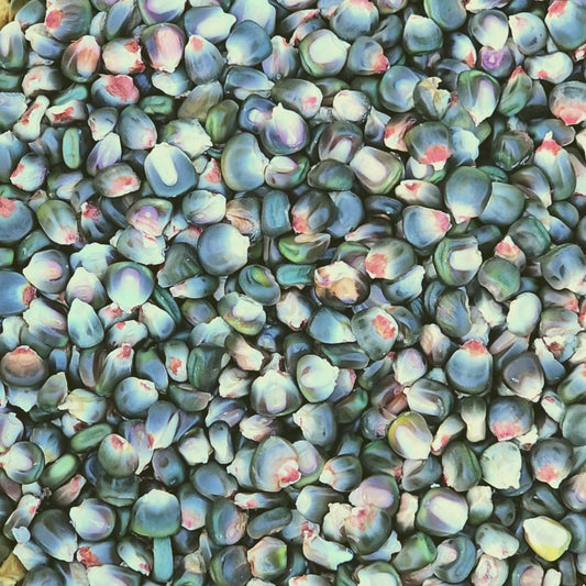 Oaxacan Green Dent Corn Seeds