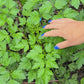 Giant Italian Parsley Herb Seeds