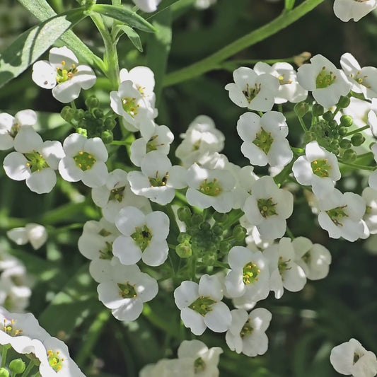 White Alyssum Flower Seeds
