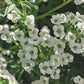 White Alyssum Flower Seeds