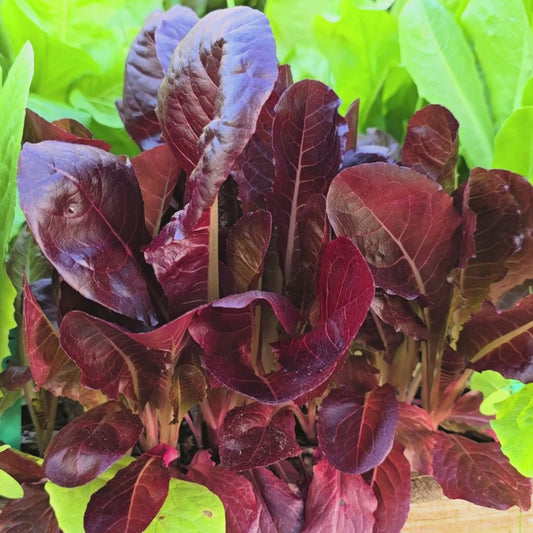Super Red Romaine Lettuce Seeds
