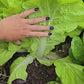 Taiwan Pac Choi Seeds