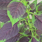 Lagos Spinach Seeds