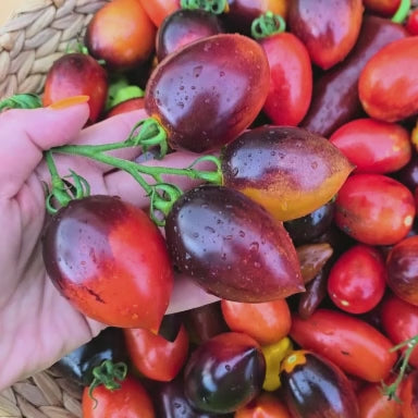Midnight Roma Black Heirloom Tomato Seed