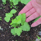 Hollow Crown Parsnip Vegetable Seeds