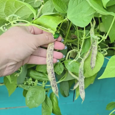 Dragon Tongue Bush Bean Seeds