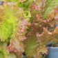 Lollo Rosso Lettuce Seeds