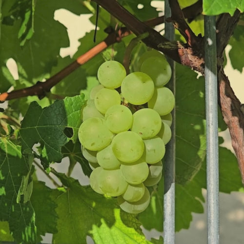 Blanc Du Bois Grape LIVE Perennial Starter Plant