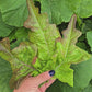 Bronze Guard Loose Leaf Lettuce Seeds