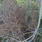 Bronze Fennel Herb Seeds