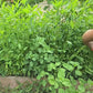 Sunn Hemp Cover Crop Seeds