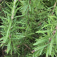 Rosemary Herb Seeds