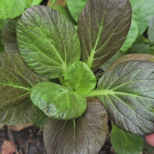 Red Tatsoi Hybrid Asian Mustard Green Seeds