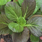 Red Tatsoi Hybrid Asian Mustard Green Seeds